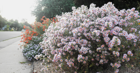 Dream of Beauty Aster
