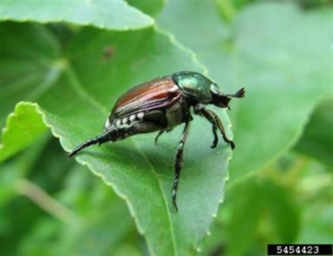 Japanese Beetle
